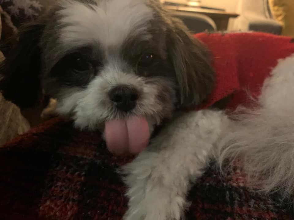 Chester, submitted by Madie Tomlinson